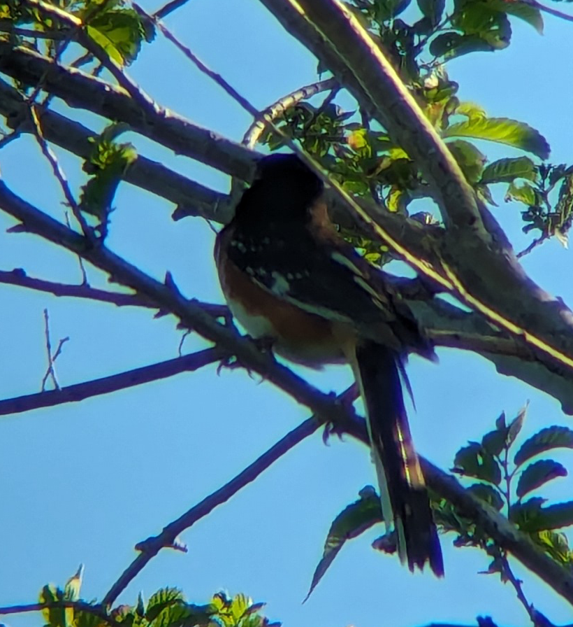 Spotted x Eastern Towhee (hybrid) - Jacob C. Cooper