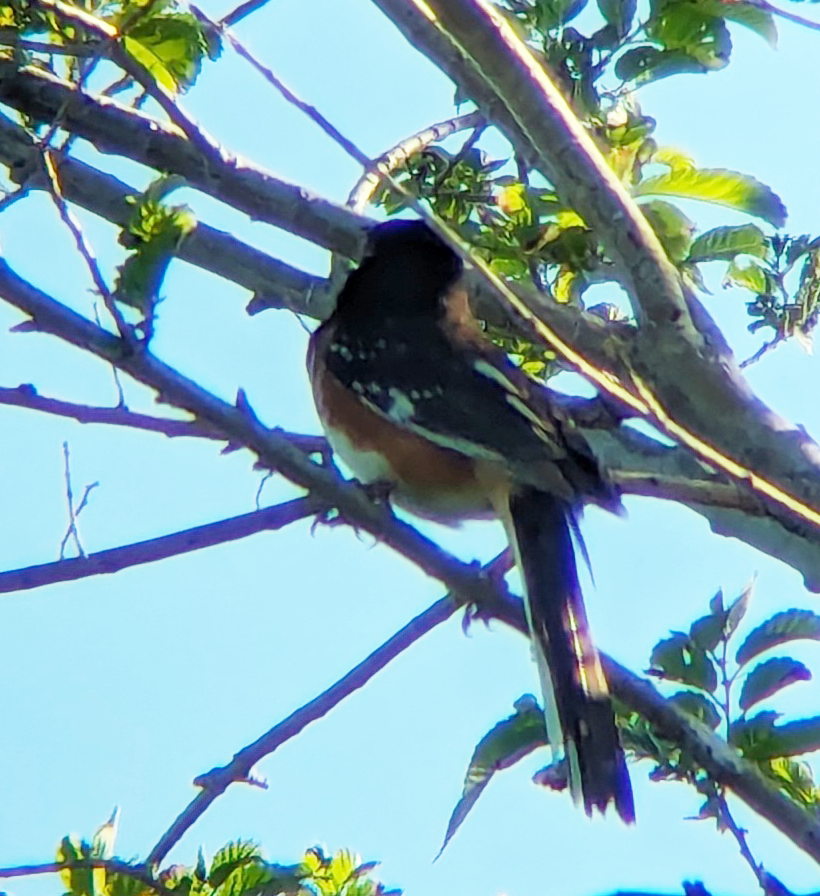 Spotted x Eastern Towhee (hybrid) - Jacob C. Cooper