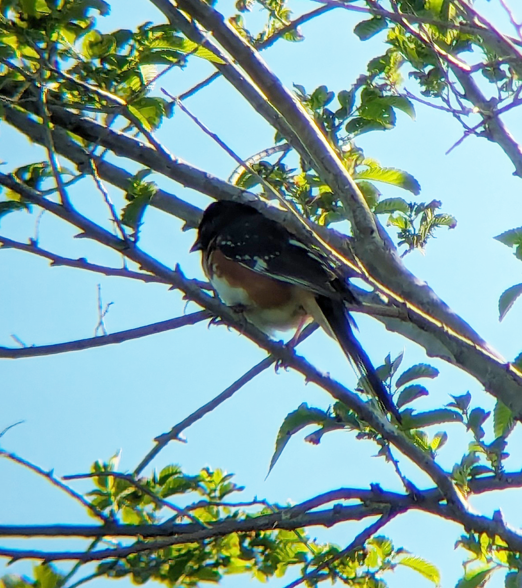 Spotted x Eastern Towhee (hybrid) - ML619136240