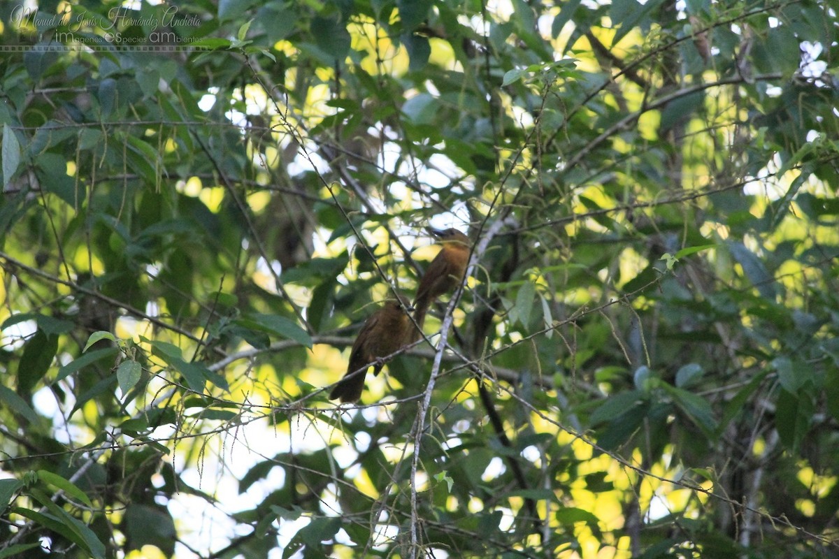 Red-throated Ant-Tanager - Manuel de Jesus Hernandez Ancheita