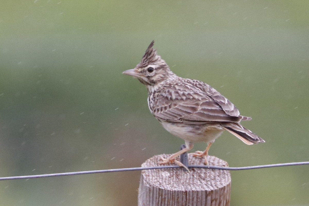 Thekla's Lark - Paulo Domingues