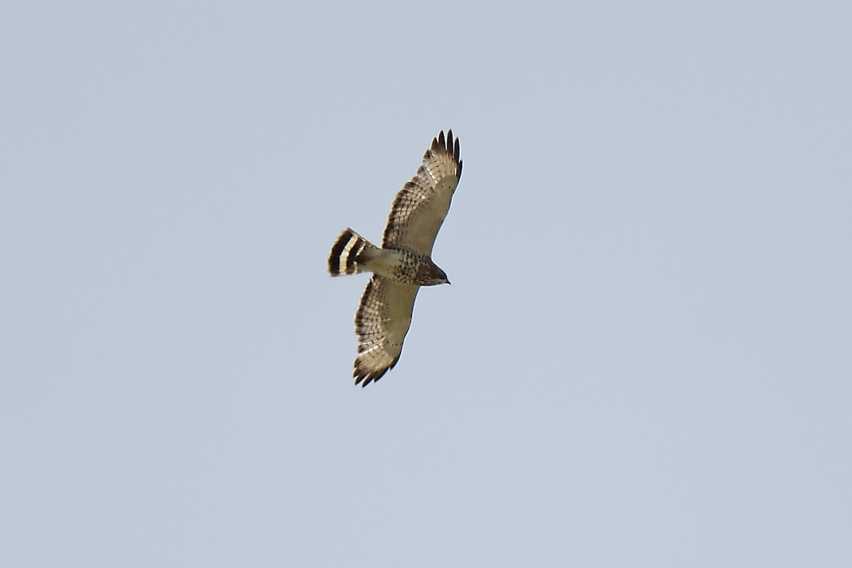 Broad-winged Hawk - Aubrey  Robson