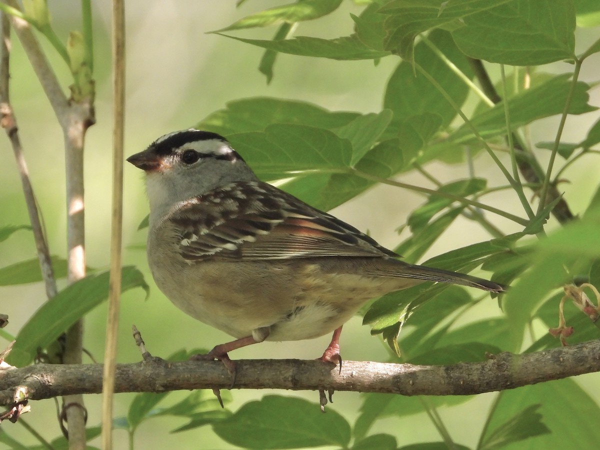 White-crowned Sparrow - Pat Hare
