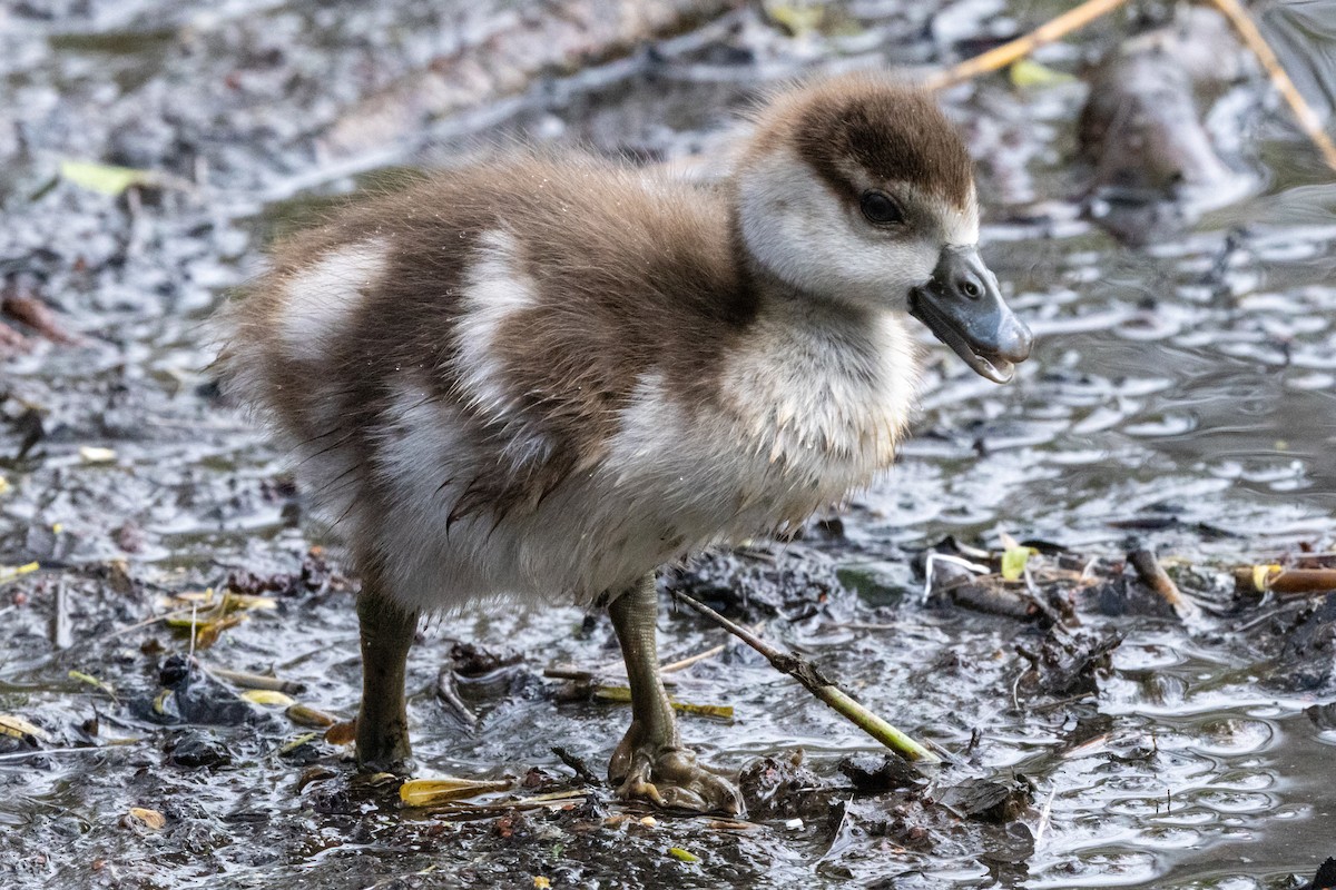 Egyptian Goose - Jon White