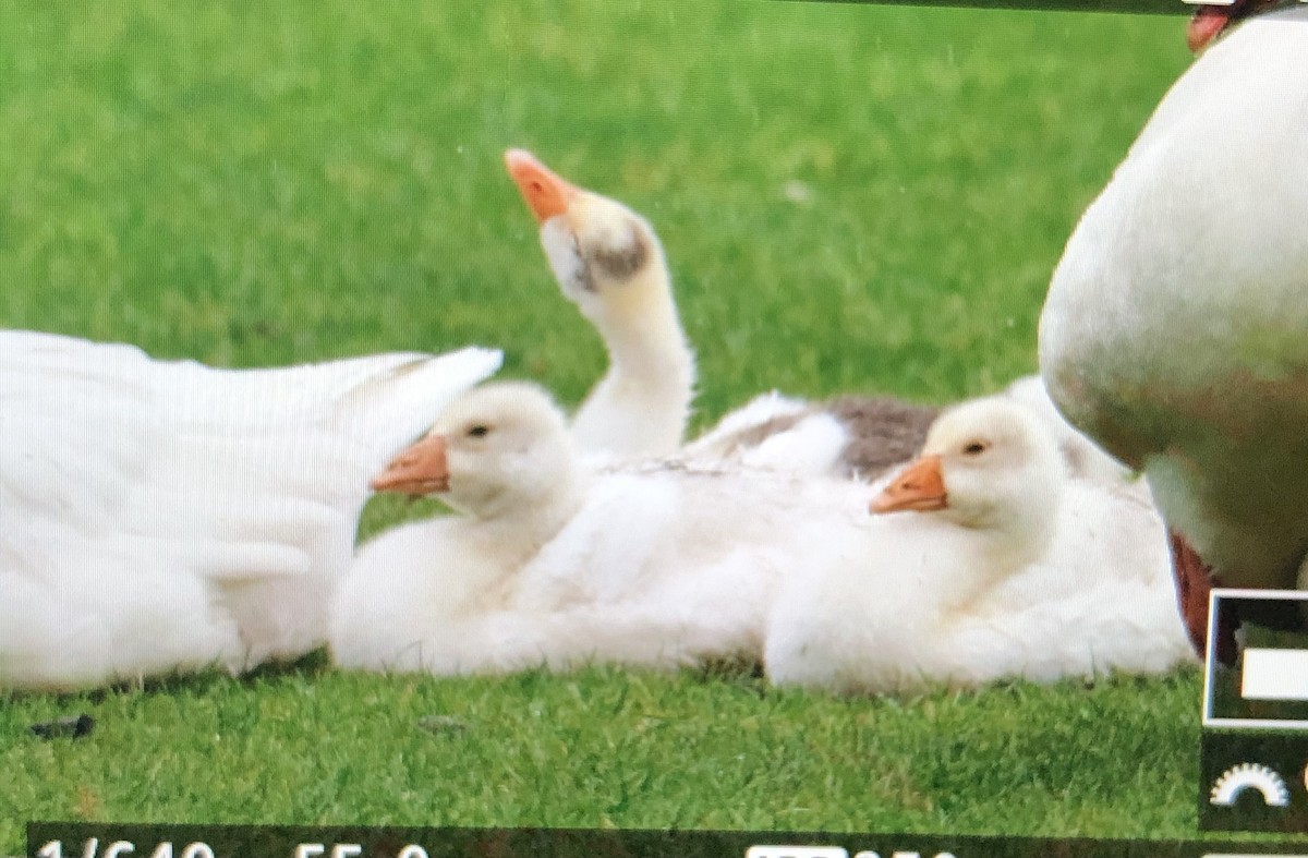 Domestic goose sp. (Domestic type) - Jules S
