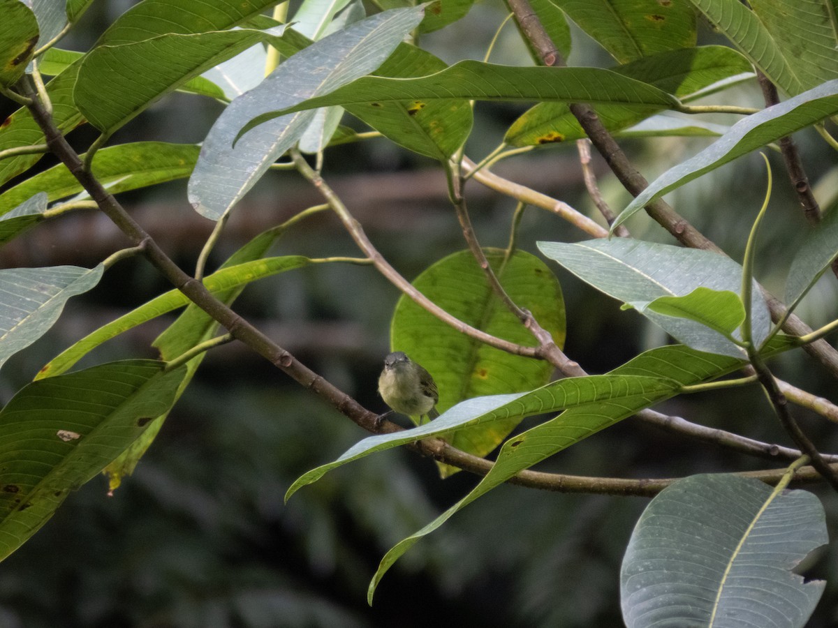 Slender-footed Tyrannulet - Claudio Tinoco