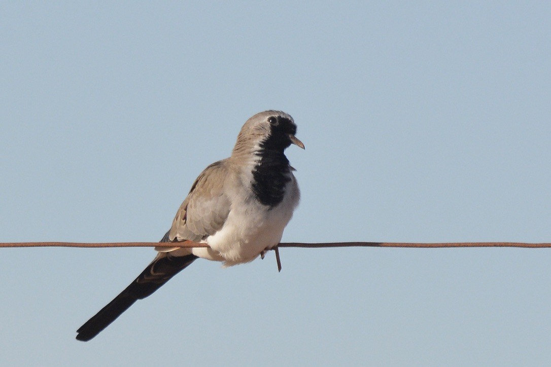 Namaqua Dove - Sarel Snyman