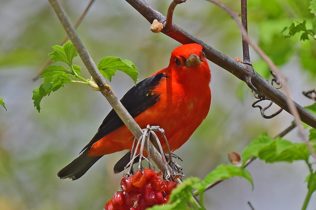 Scarlet Tanager - Aubrey  Robson