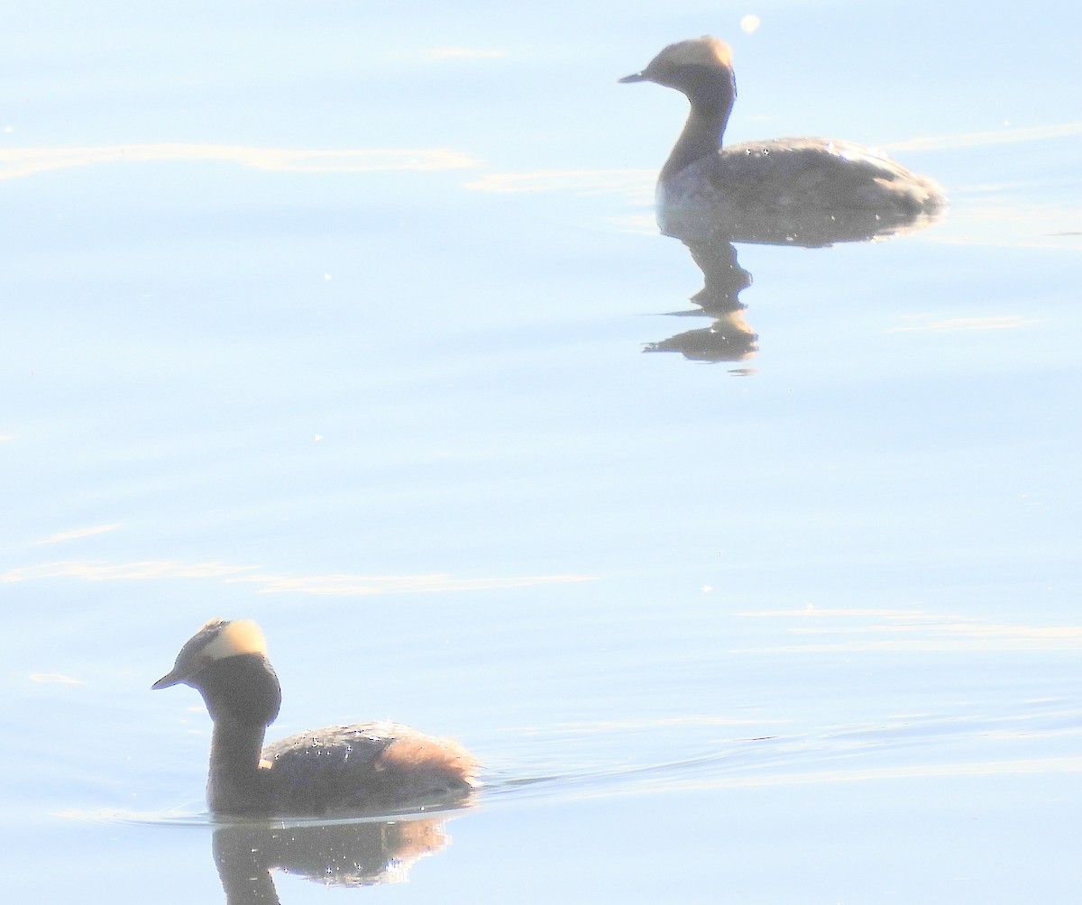 Horned Grebe - Diana LaSarge and Aaron Skirvin