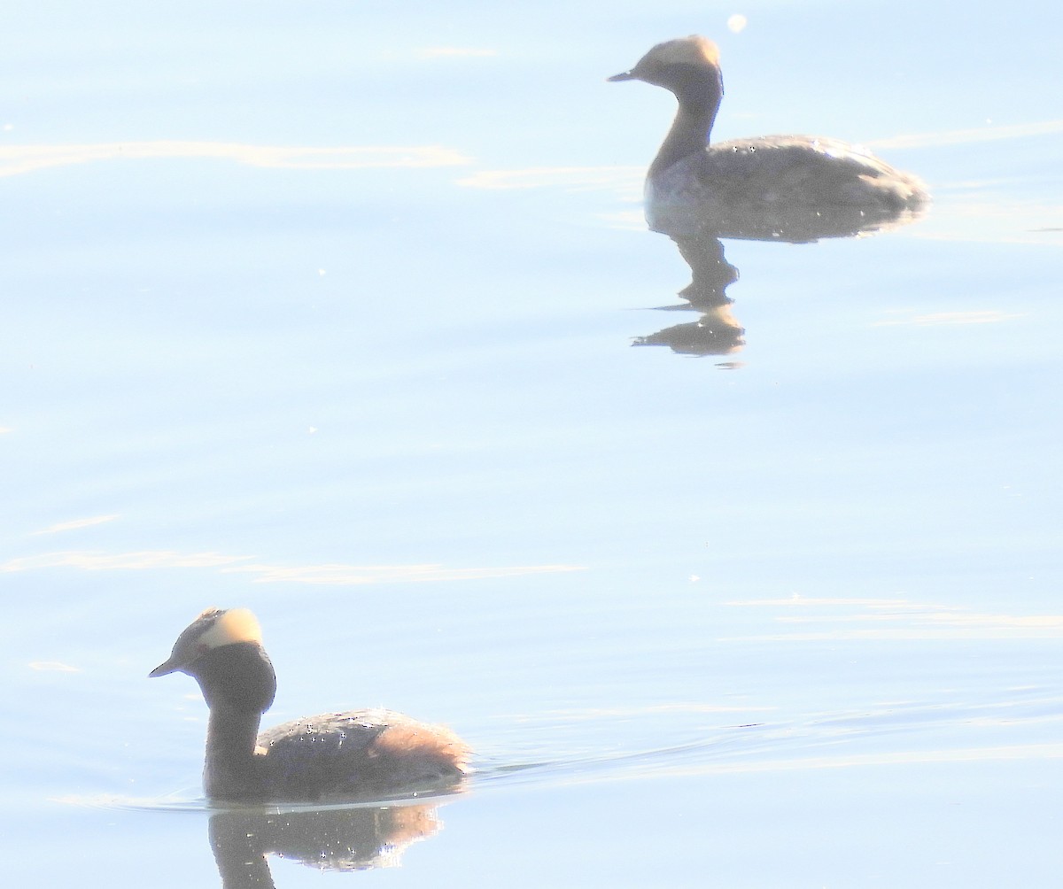 Horned Grebe - ML619136387