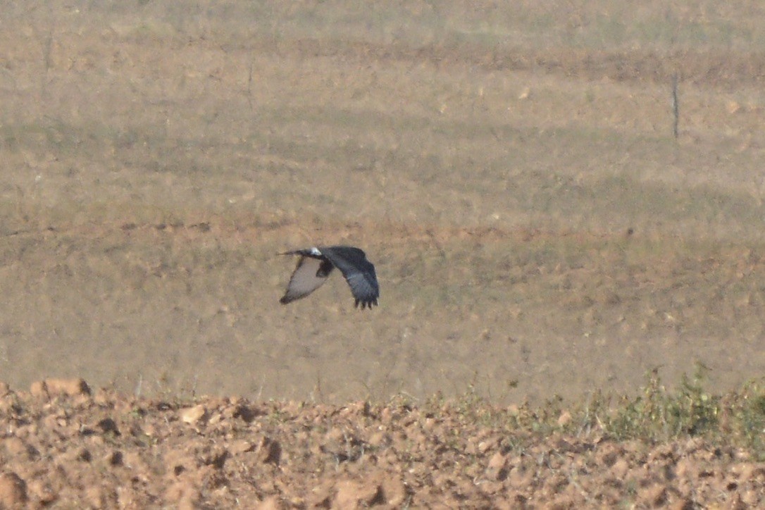 Black Harrier - Sarel Snyman