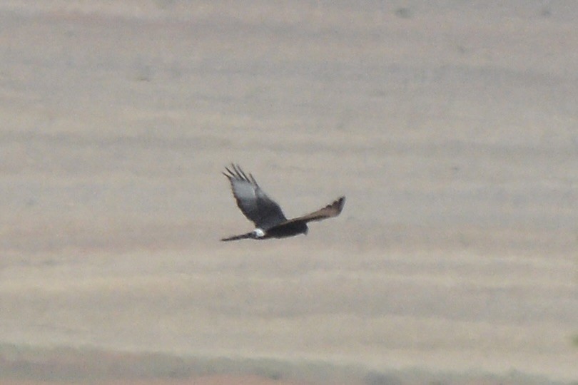 Black Harrier - Sarel Snyman