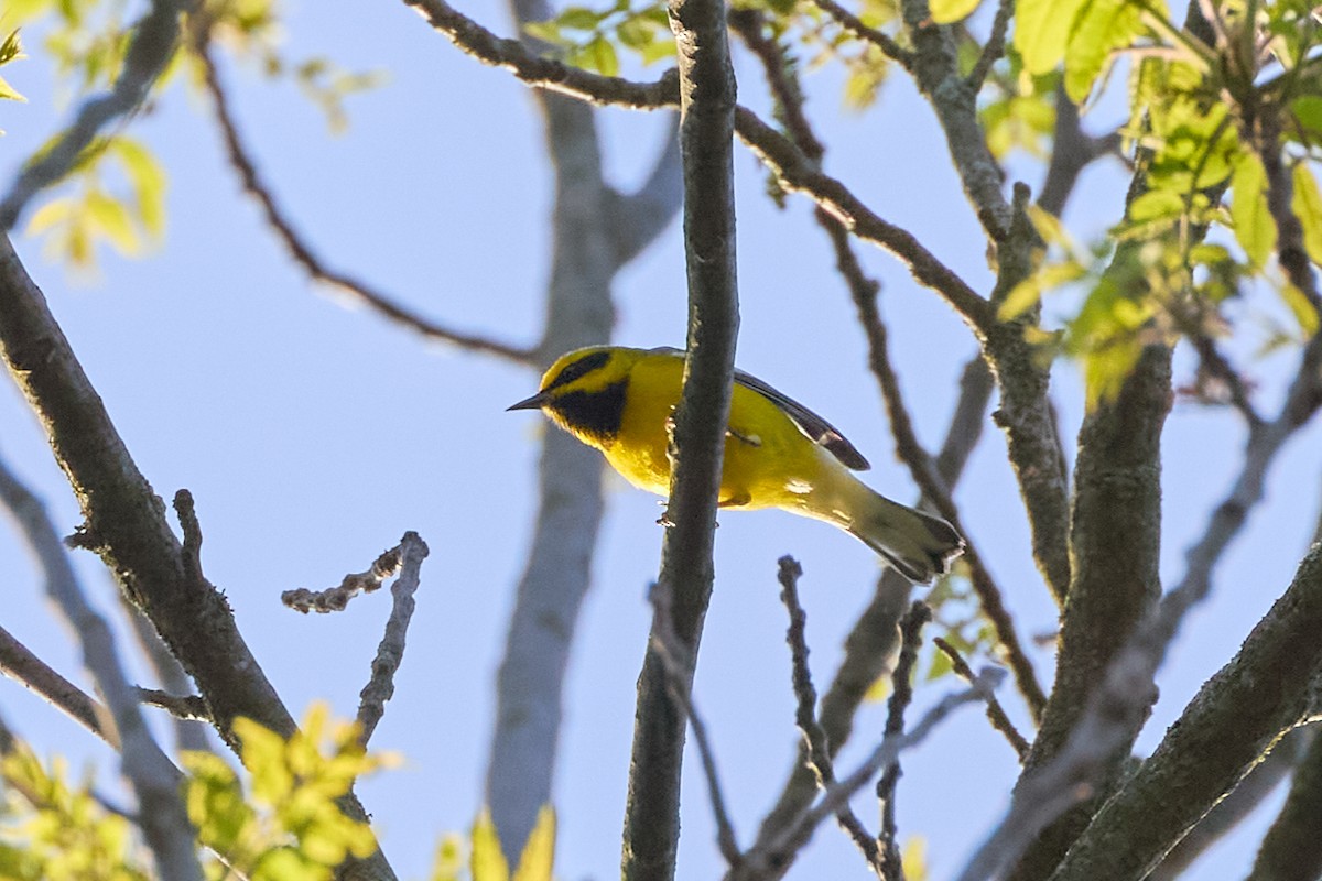 Lawrence's Warbler (hybrid) - David Bird