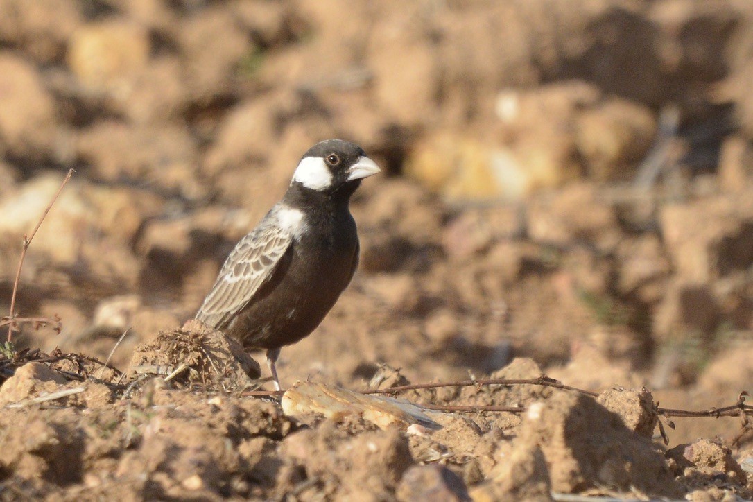 Gray-backed Sparrow-Lark - Sarel Snyman