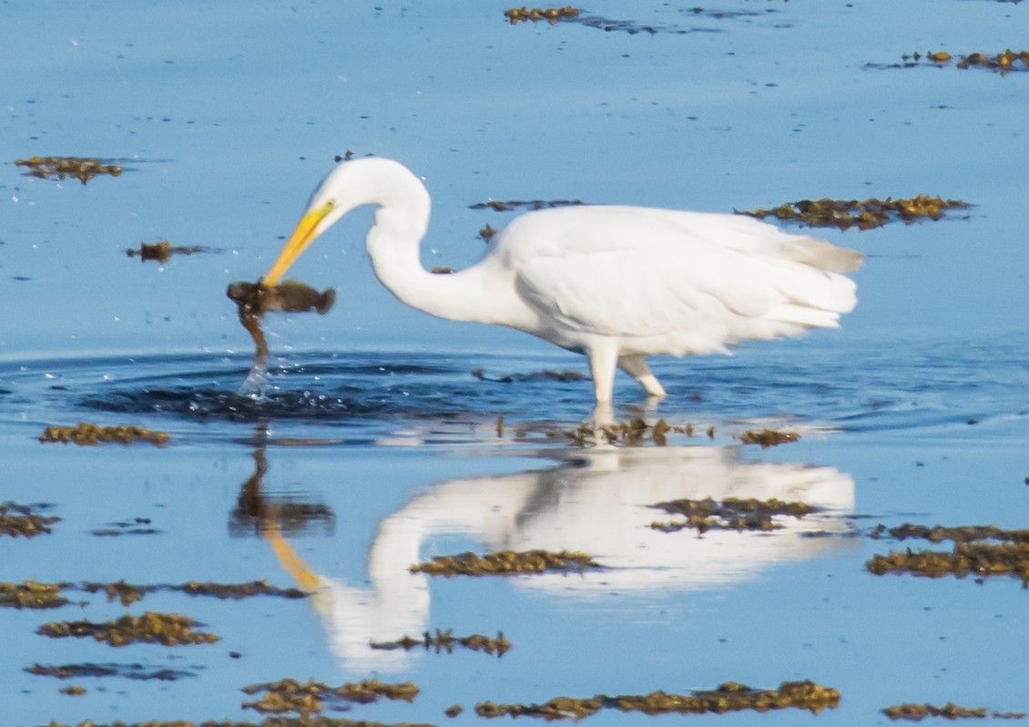 Great Egret - Svein Ole Mikalsen