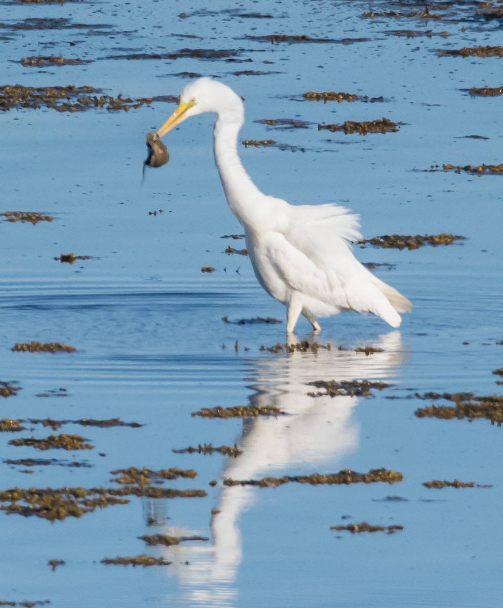 Great Egret - Svein Ole Mikalsen