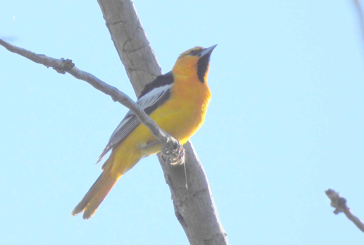 Bullock's Oriole - Diana LaSarge and Aaron Skirvin