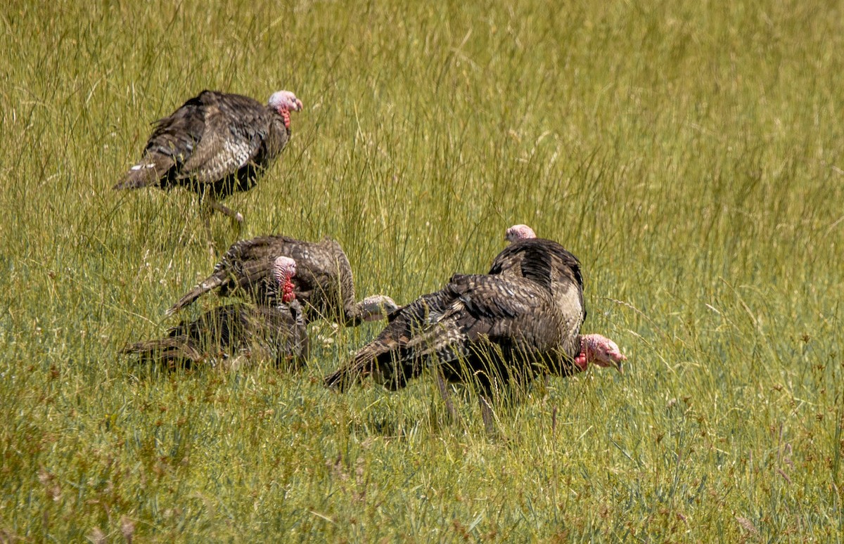 Wild Turkey - Hoeckman's Wildlife