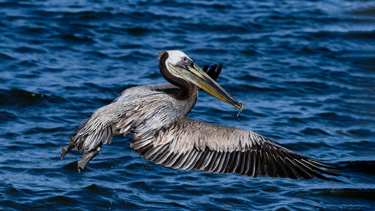 Brown Pelican (Atlantic) - Antonio Aguilar
