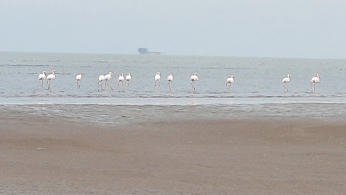 Greater Flamingo - Zahra Aghli