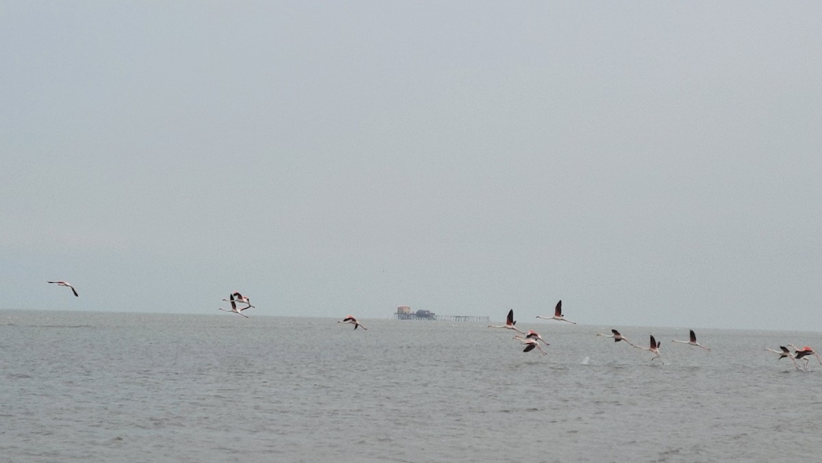 Greater Flamingo - Zahra Aghli