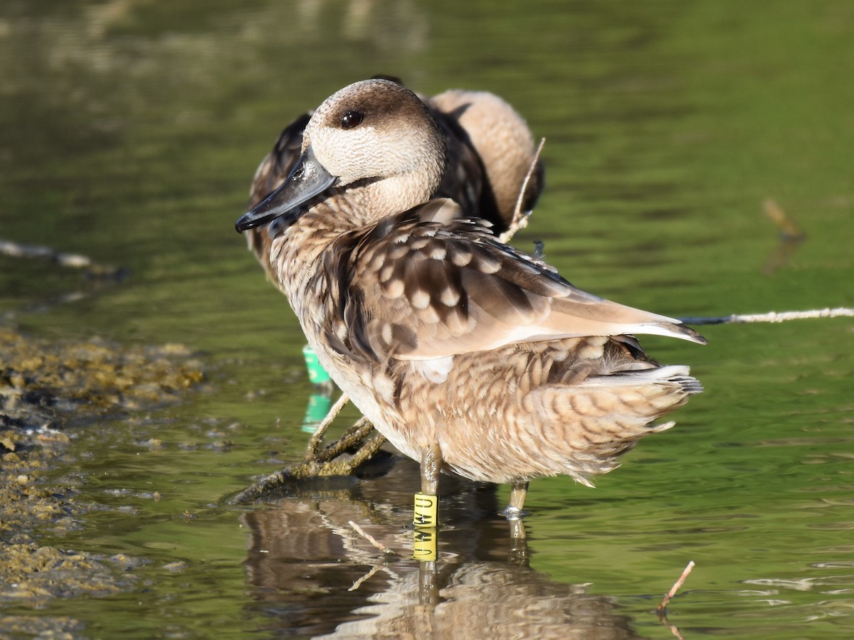 Marbled Duck - ML619136458