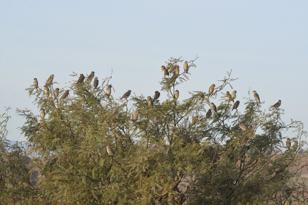 Red-billed Quelea - ML619136461