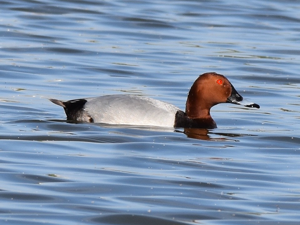 Common Pochard - ML619136470