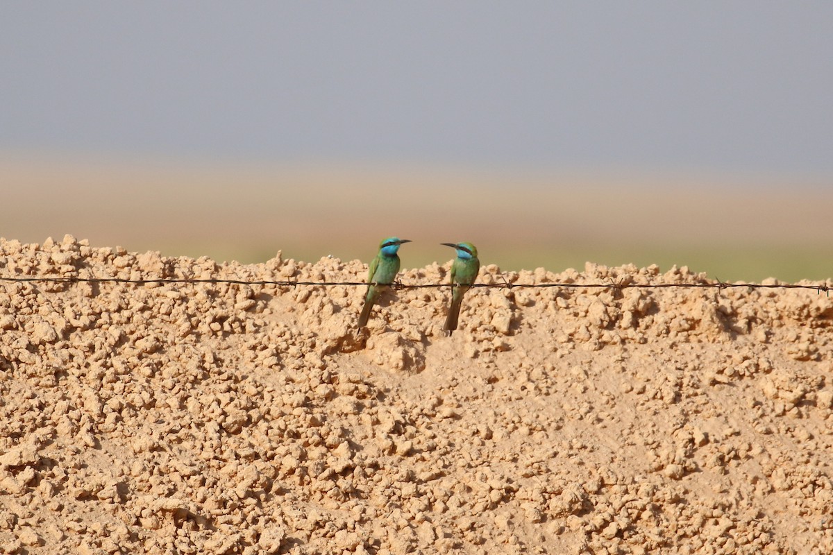 Arabian Green Bee-eater - ML619136473