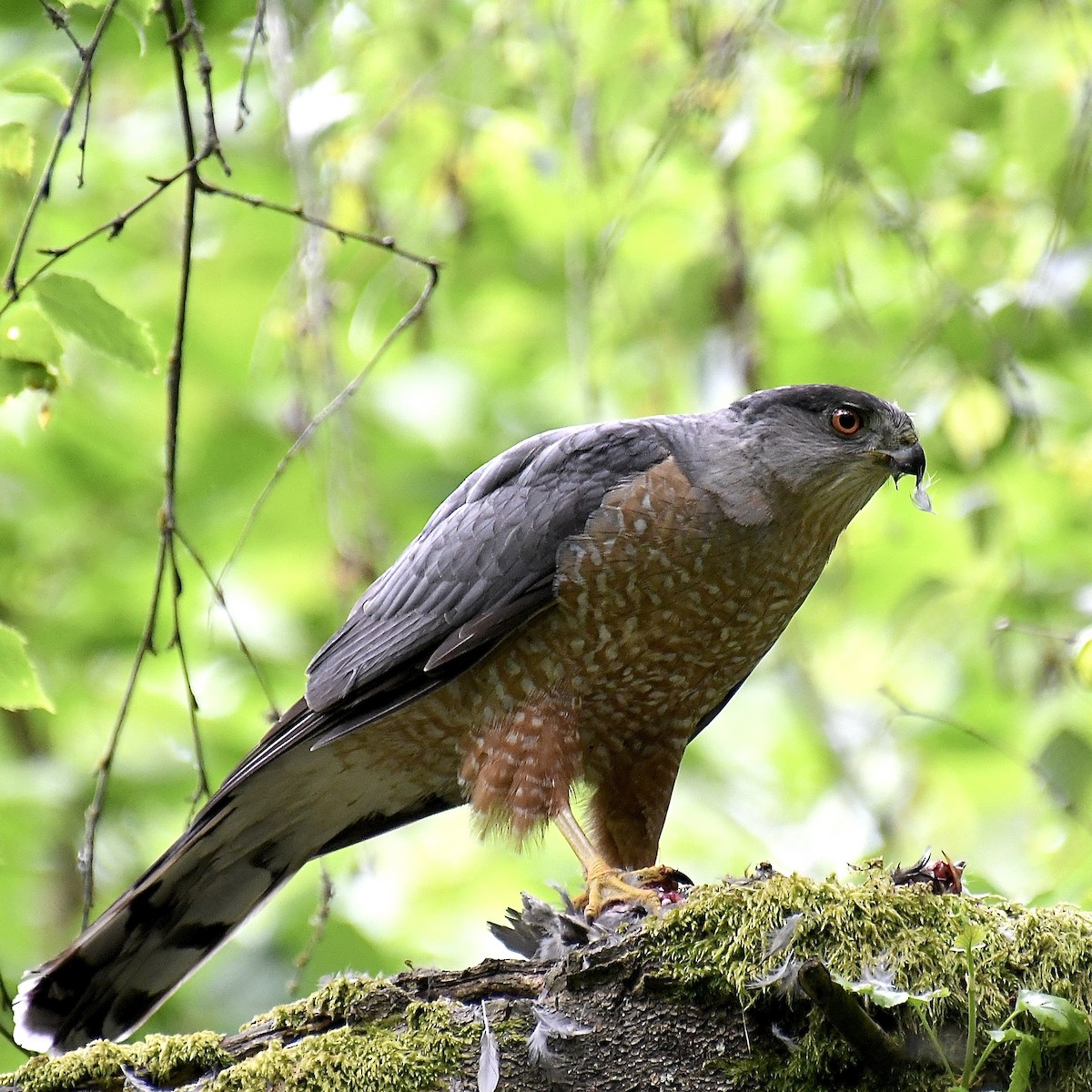 Cooper's Hawk - ML619136482