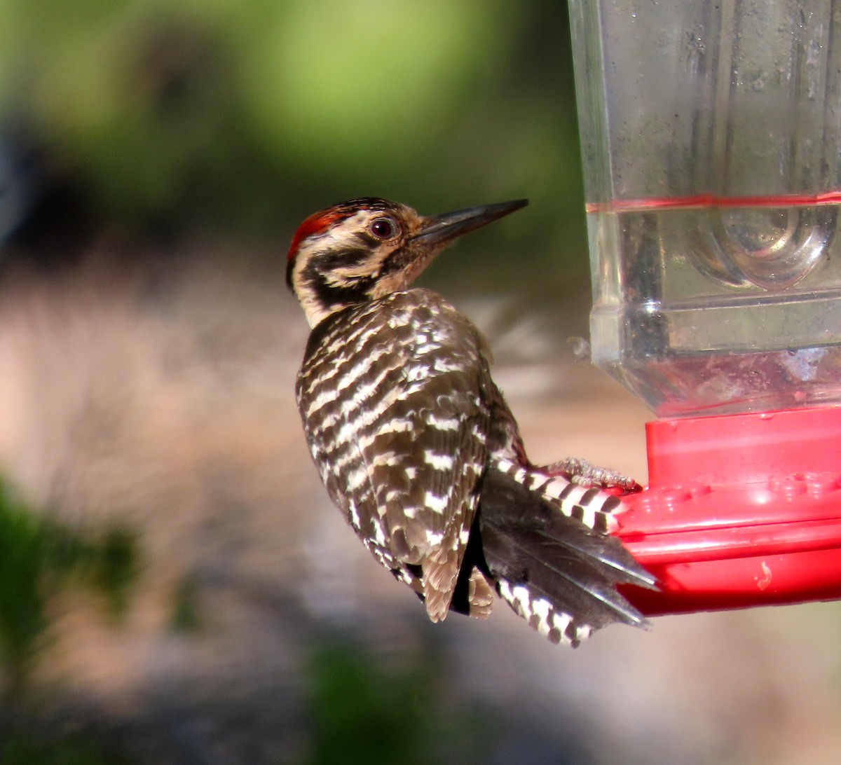 Ladder-backed Woodpecker - Ruth Gravance