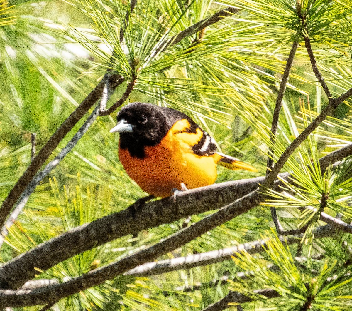 Baltimore Oriole - Amanda Dulworth