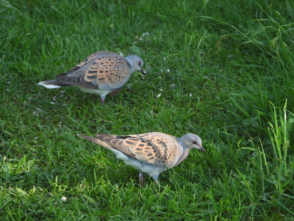European Turtle-Dove - ML619136508