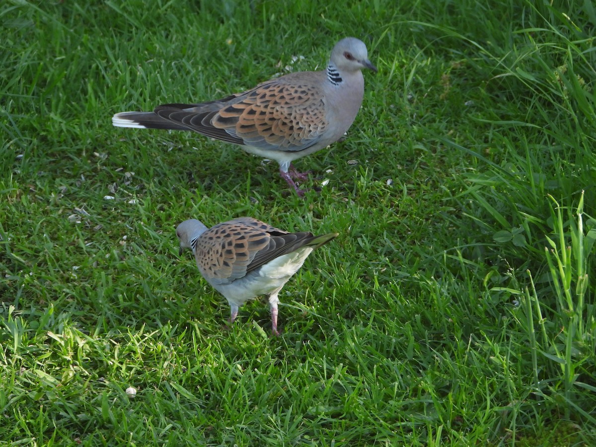 European Turtle-Dove - ML619136509