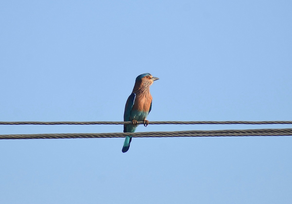 Indian Roller - Anand Birdlife