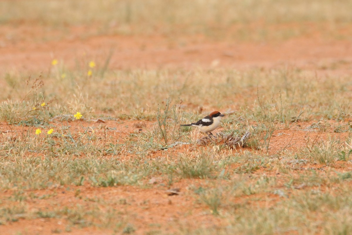 Woodchat Shrike - Oscar Campbell