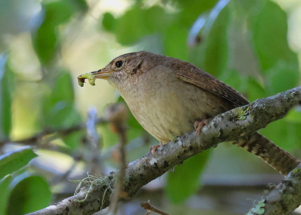 House Wren - Jay Carroll