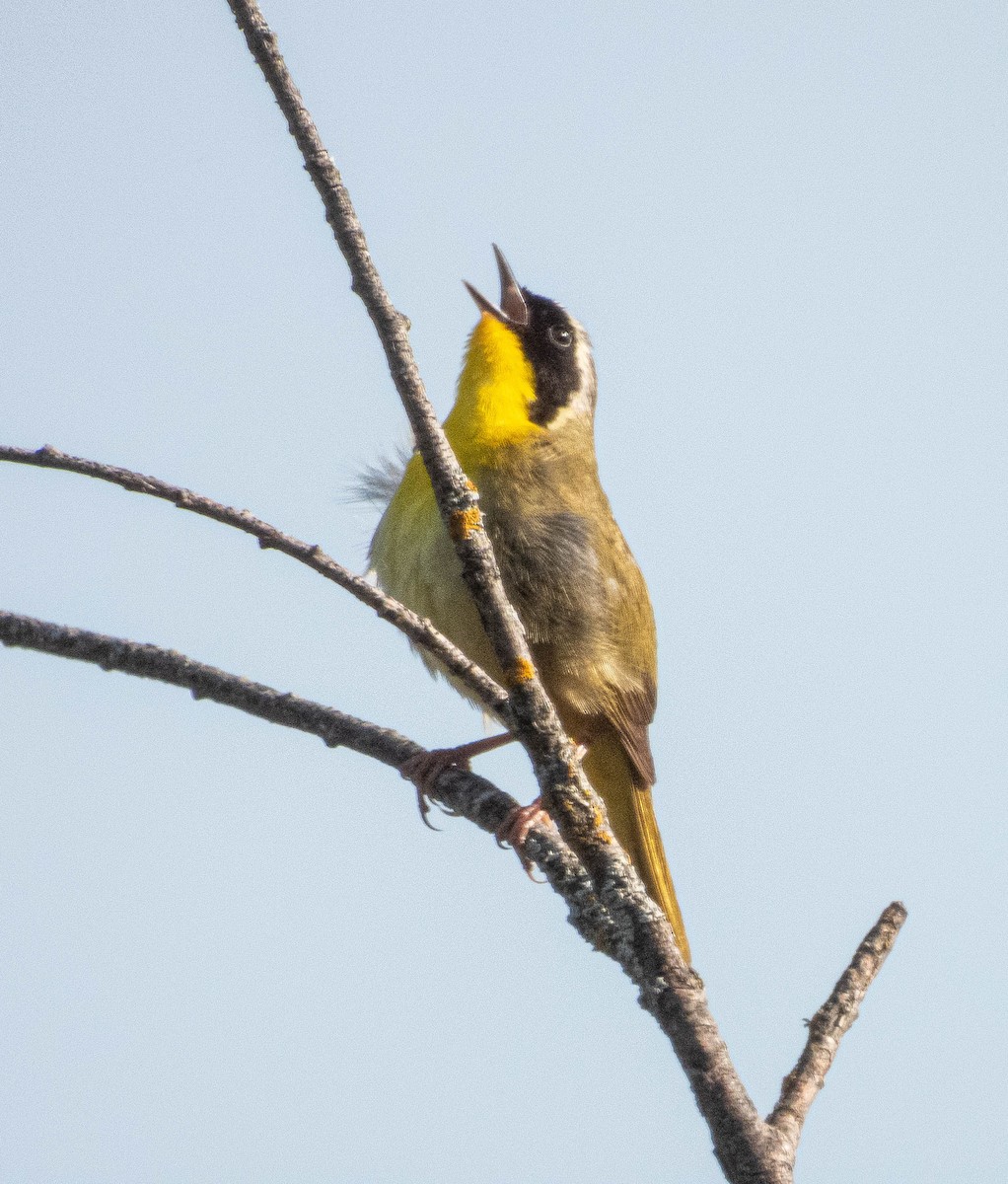 Common Yellowthroat - Amanda Dulworth