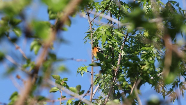 Cardinal à tête noire - ML619136555