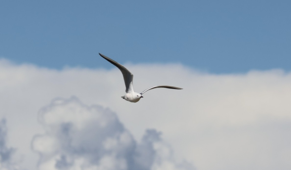 Slender-billed Gull - karen  leonhardt