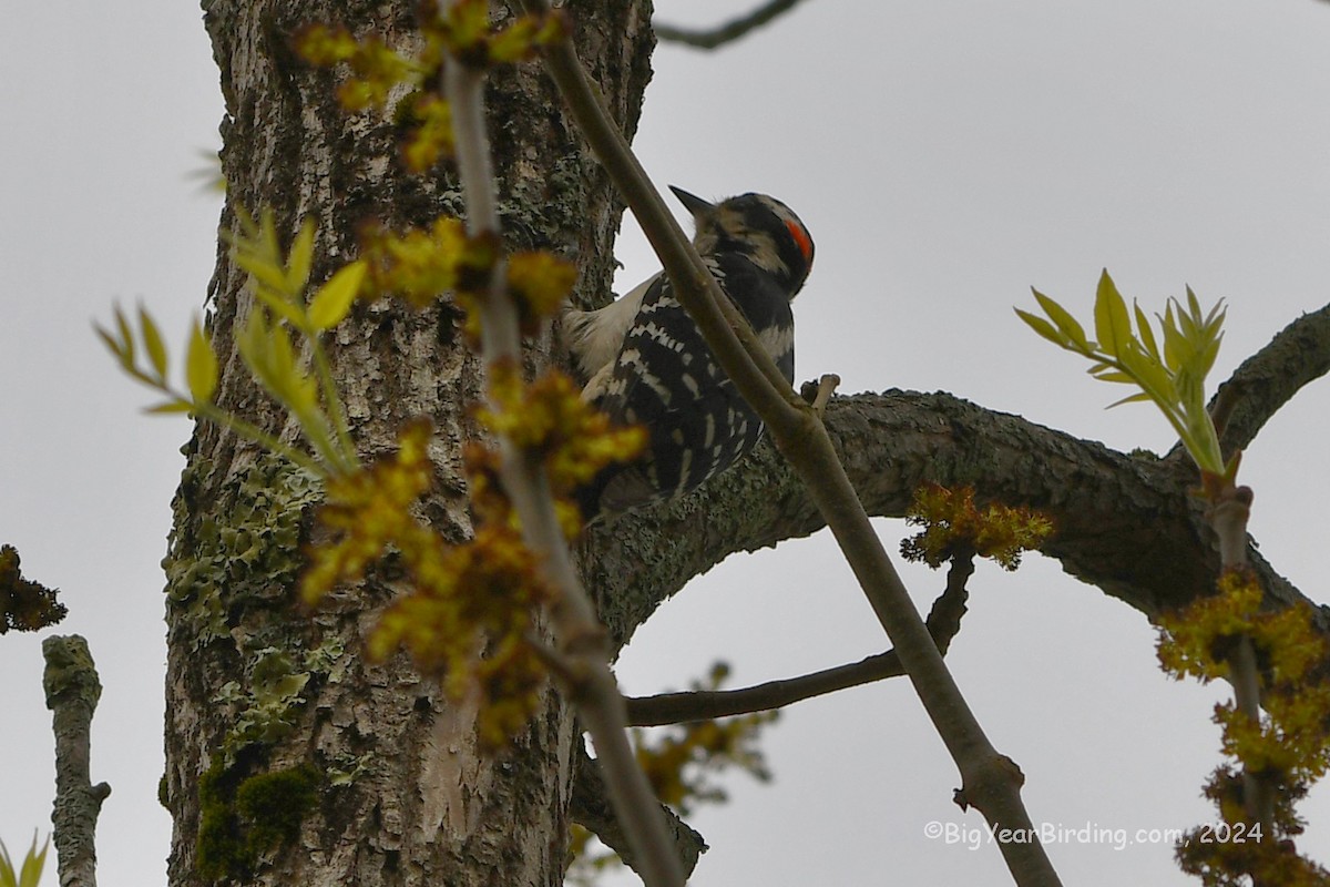 Hairy Woodpecker - Ethan Whitaker