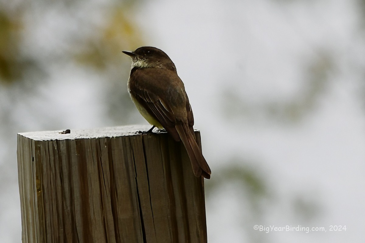 Eastern Phoebe - Ethan Whitaker