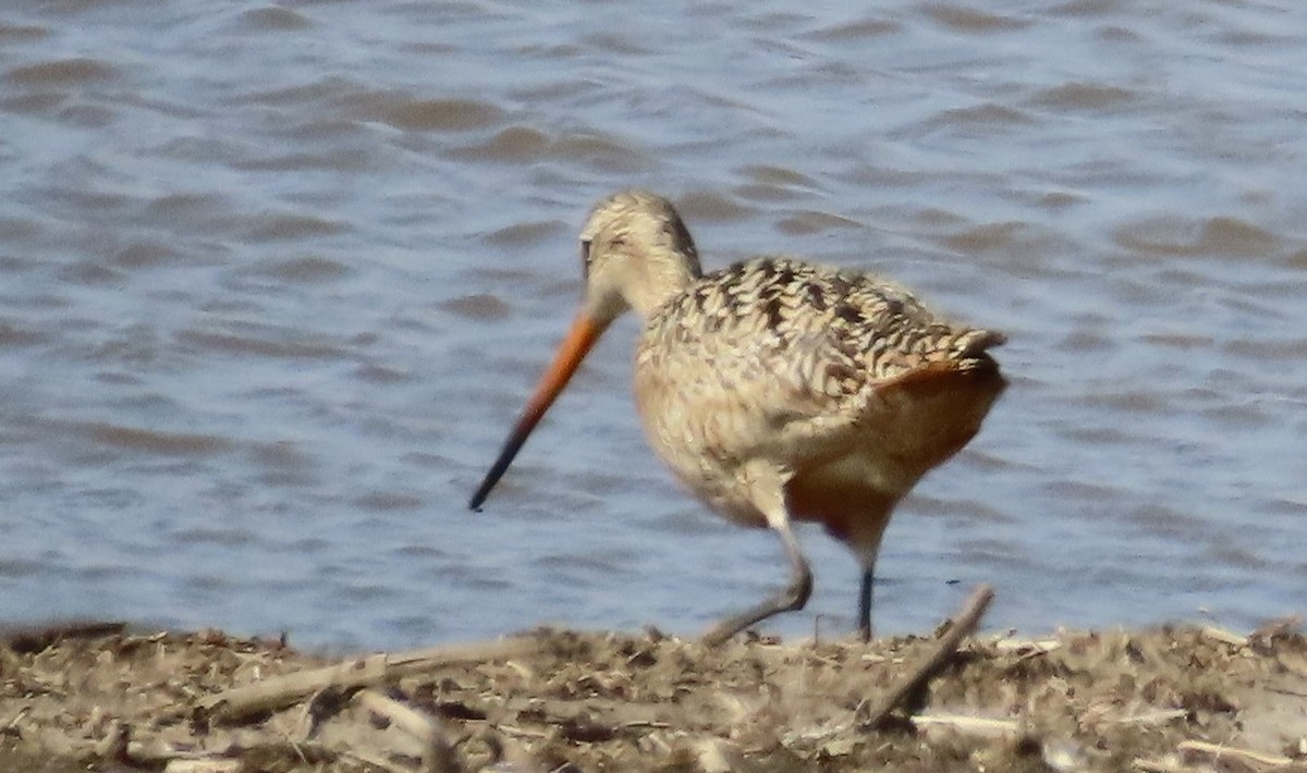 Marbled Godwit - ML619136579