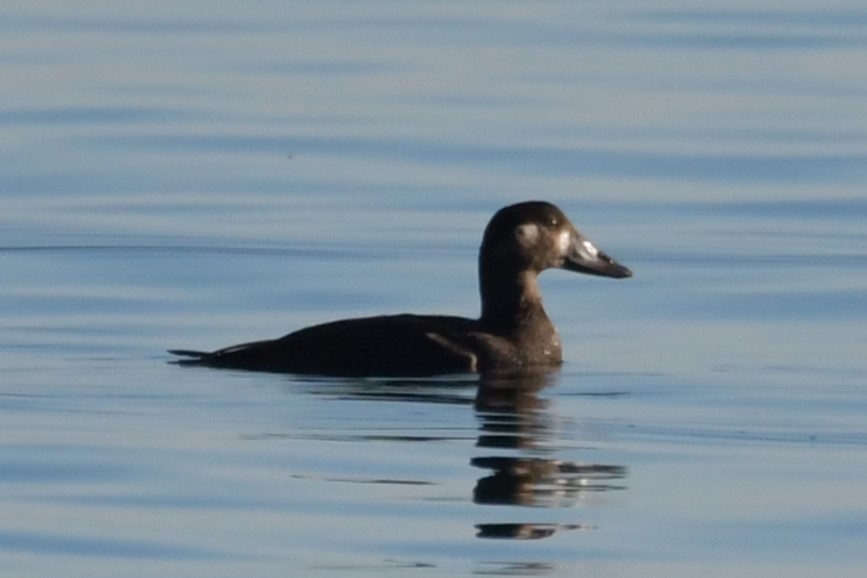 Surf Scoter - Milo Nikolic