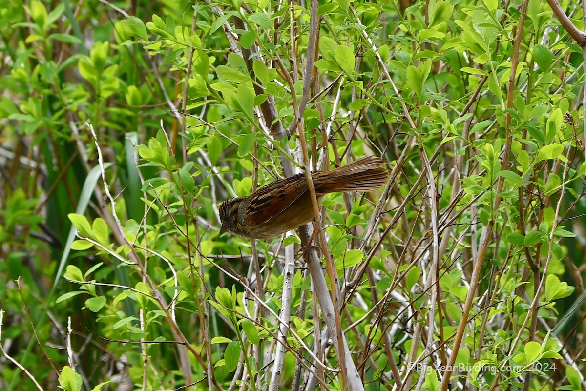 Swamp Sparrow - Ethan Whitaker