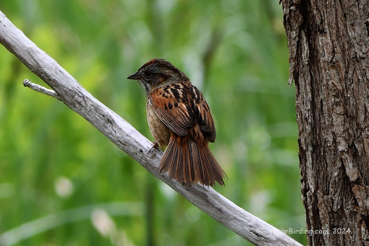 Swamp Sparrow - Ethan Whitaker