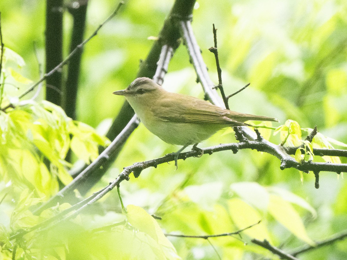 Red-eyed Vireo - Richard Leonard