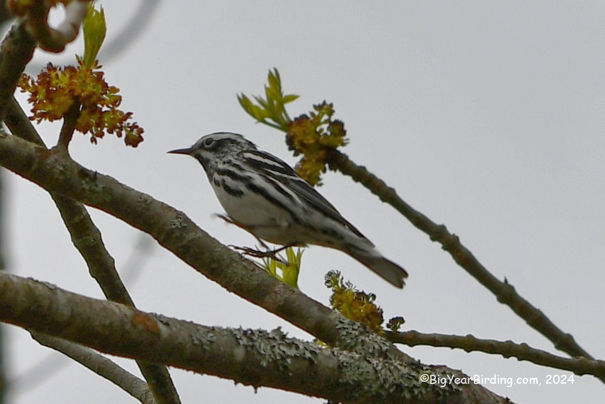 Black-and-white Warbler - Ethan Whitaker