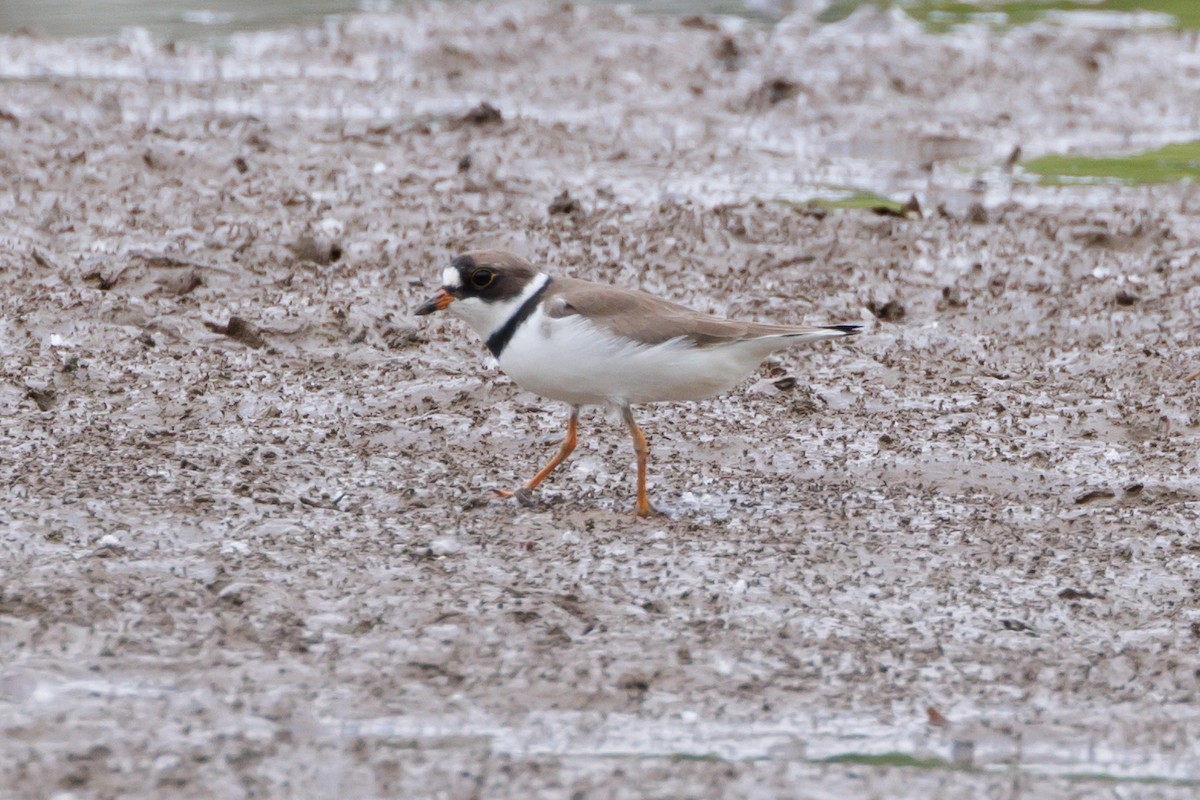 Semipalmated Plover - Tim Loyd