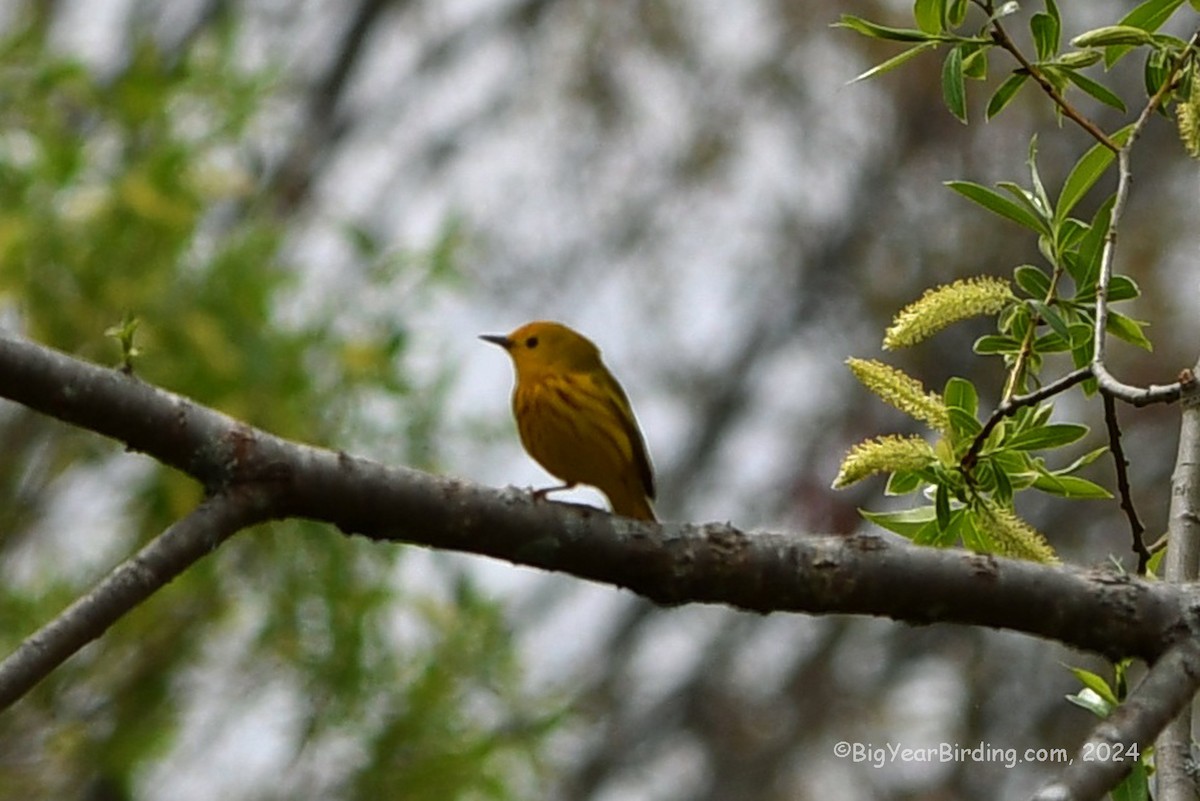 Yellow Warbler - Ethan Whitaker